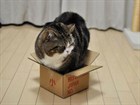 Почему кошки любят прятаться в коробки?