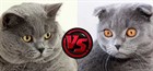 Чем отличаются британская короткошерстная и шотландская кошки? 