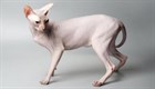 Интересные факты о кошках породы Сфинкс