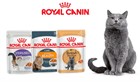 Паучи для кошек Royal Canin по 65 рублей!