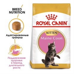 ROYAL CANIN Для котят мейн-кун (4-12 мес.), Kitten Мaine Coon - фото 36645