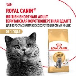 Корм сухой сбалансированный Royal Canin British Shorthair Adult для взрослых британских короткошерстных кошек - фото 47383