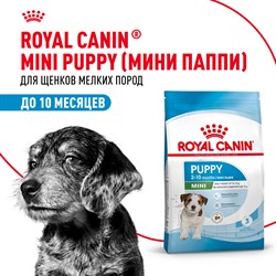 Корм для собак Royal Canin Mini Puppy Корм сухой для щенков мелких пород до 10 месяцев - фото 48602