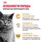 Корм сухой сбалансированный Royal Canin British Shorthair Adult для взрослых британских короткошерстных кошек - фото 47384